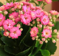 Kalanchoe
